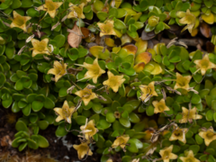 Coprosma perpusilla subantarctica