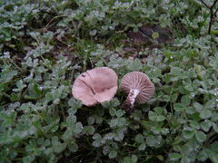 Entoloma cettoi