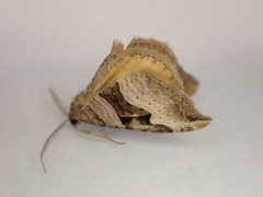 Xanthorhoe semifissata