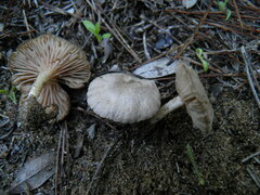 Entoloma cettoi