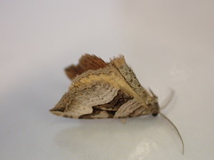 Xanthorhoe semifissata