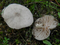 Entoloma cettoi
