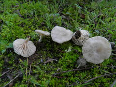 Entoloma cettoi