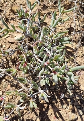 Ruschia klipbergensis