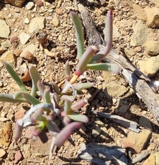 Ruschia klipbergensis