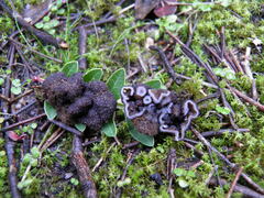 Genea verrucosa
