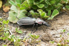 Carabus morbillosus