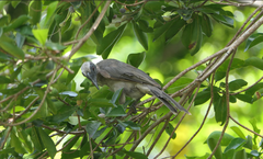 Philemon buceroides yorki