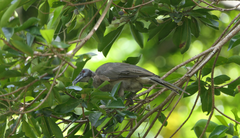 Philemon buceroides yorki