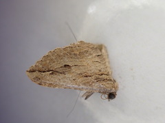 Austrocidaria gobiata