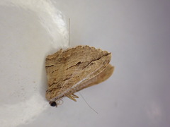 Austrocidaria gobiata