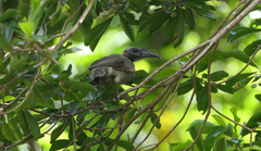 Philemon buceroides yorki