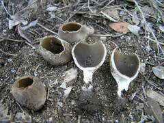 Dissingia leucomelaena