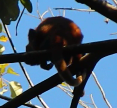 Alouatta macconnelli