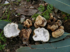 Hydnocystis piligera