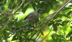 Philemon buceroides yorki