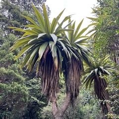 Cordyline indivisa