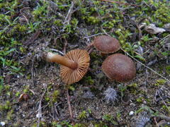 Inocybe rufuloides
