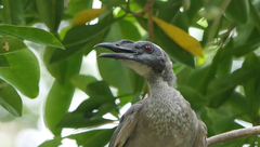 Philemon buceroides yorki