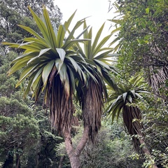 Cordyline indivisa