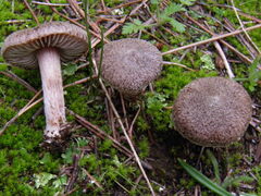 Inocybe rufuloides