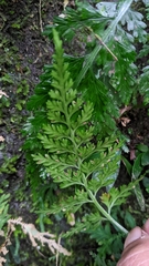 Asplenium ritoense