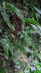 Asplenium ritoense