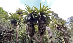 Cordyline indivisa