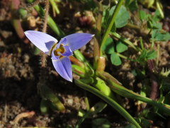 Romulea tabularis