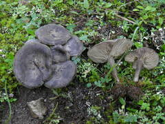 Lyophyllum littorale