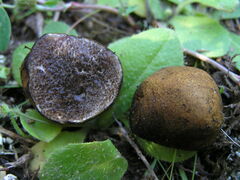 Melanogaster variegatus