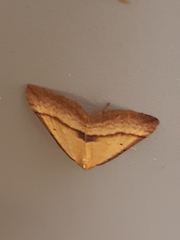 Anachloris subochraria