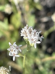 Florestina tripteris