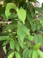 Magnolia champaca
