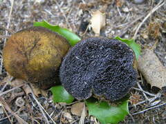 Melanogaster variegatus