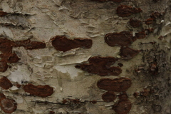 Phellinus laevigatus