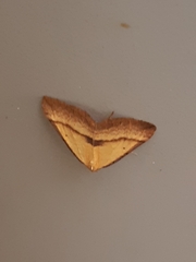 Anachloris subochraria
