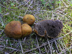 Melanogaster variegatus