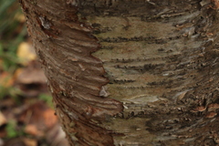 Phellinus laevigatus