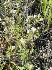 Florestina tripteris