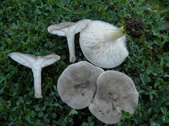 Melanoleuca exscissa