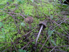 Panaeolus acuminatus