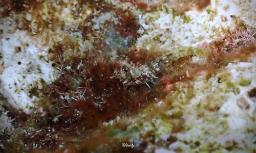 Helcogramma capidata observed 2022-05-25