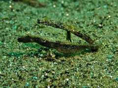 Acentronura breviperula