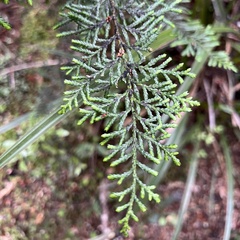 Libocedrus bidwillii