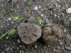 Tuber gennadii