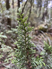 Libocedrus bidwillii