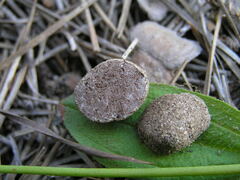 Tuber gennadii