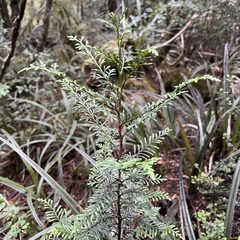 Libocedrus bidwillii