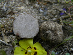 Tuber gennadii